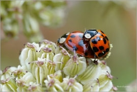 <p>SLUNÉČKO VÝCHODNÍ (Harmonia axyridis) ----- /Asian ladybeetle - Asiatischer Marienkäfer/</p>